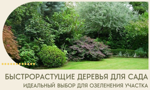 Быстрорастущие деревья для сада идеальный выбор в Самаре