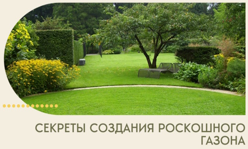 Секреты создания роскошного газона в Самаре